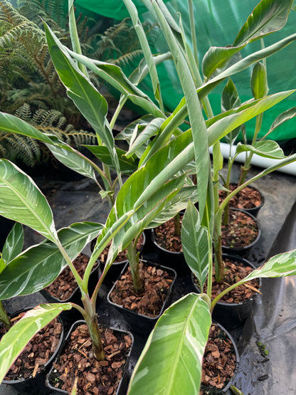 Musa ‘Florida’ – The Resilient Choice for Rare Plant Lovers.
