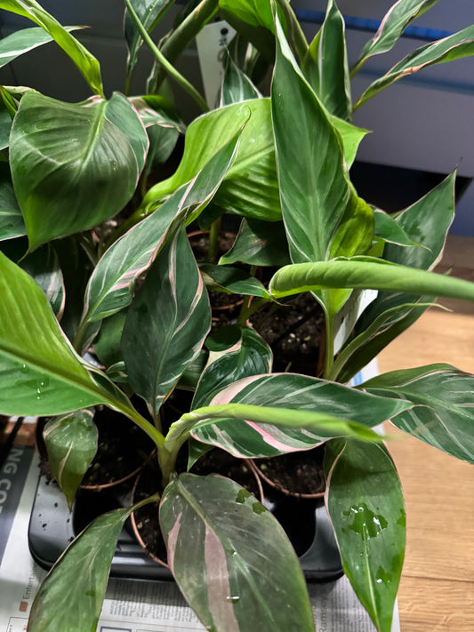 Musa ‘NoNo’ – Rare Pink Variegated Banana.