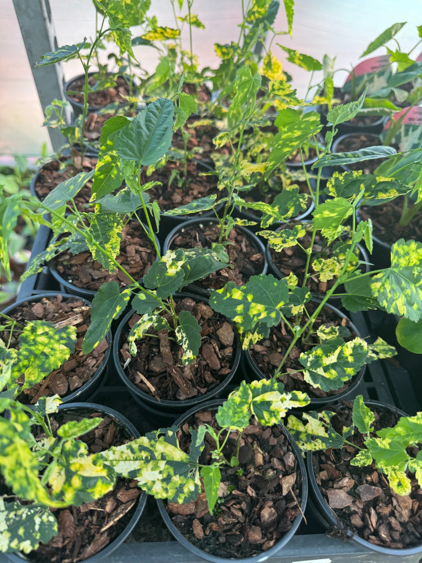 Abutilon × milleri 'Variegatum'