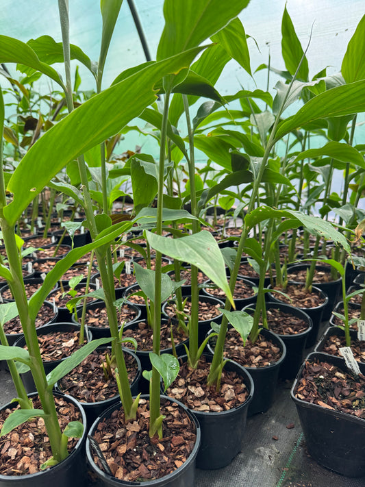 Hedychium flavescens