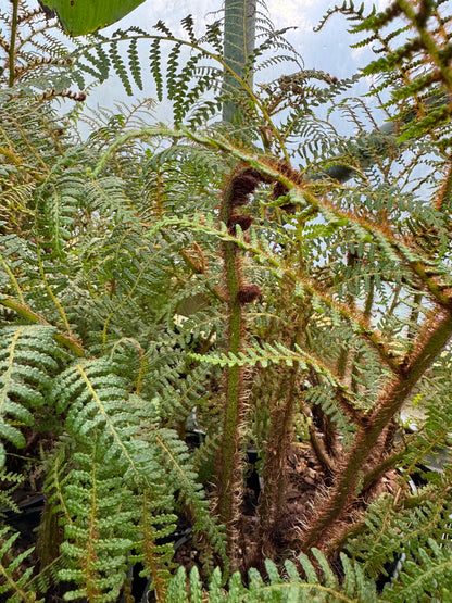 Cyathea highland lace large