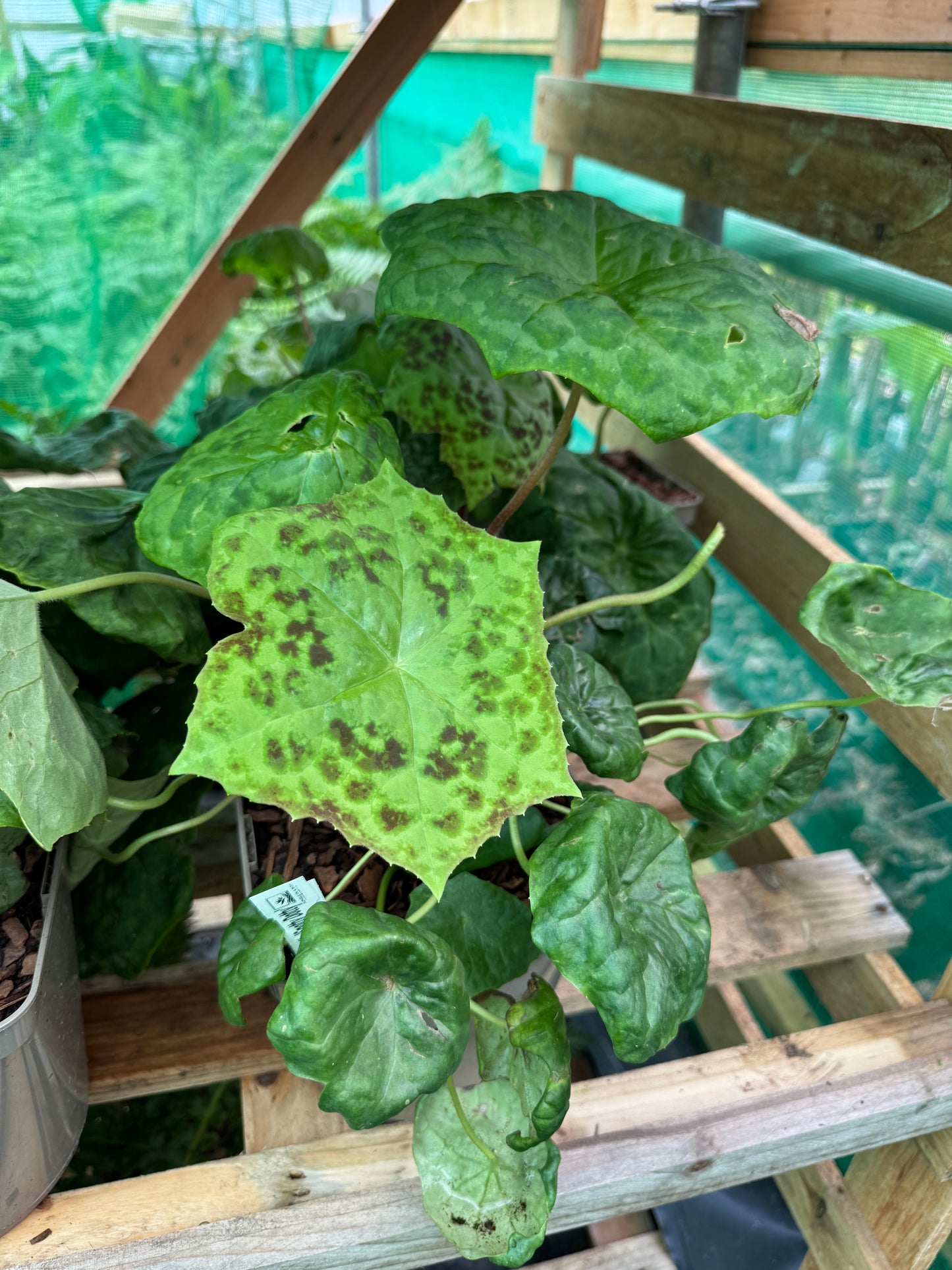 Podophyllum ‘Spotty Dotty’