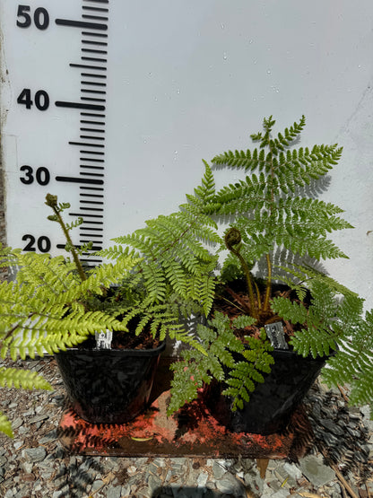 Cyathea medullaris medium
