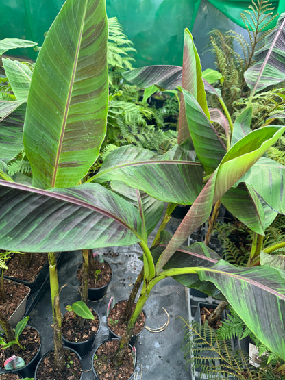 Large Musa Sikkimensis