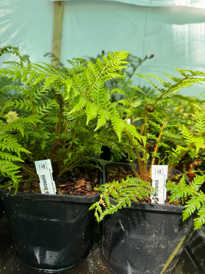 Cyathea brownii medium