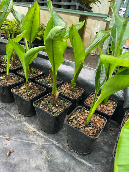 Ensete ventricosum 'Hiniba' medium