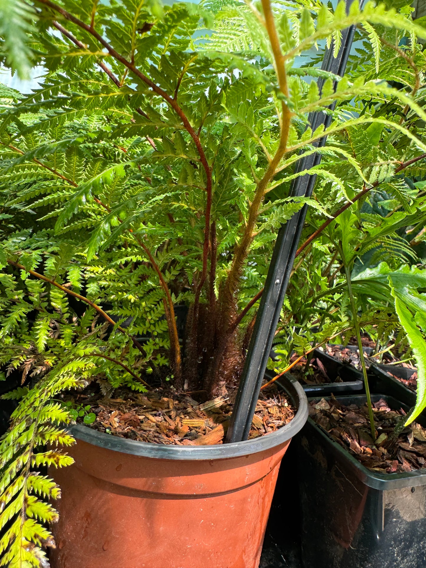 Dicksonia fibrosa Tree fern large
