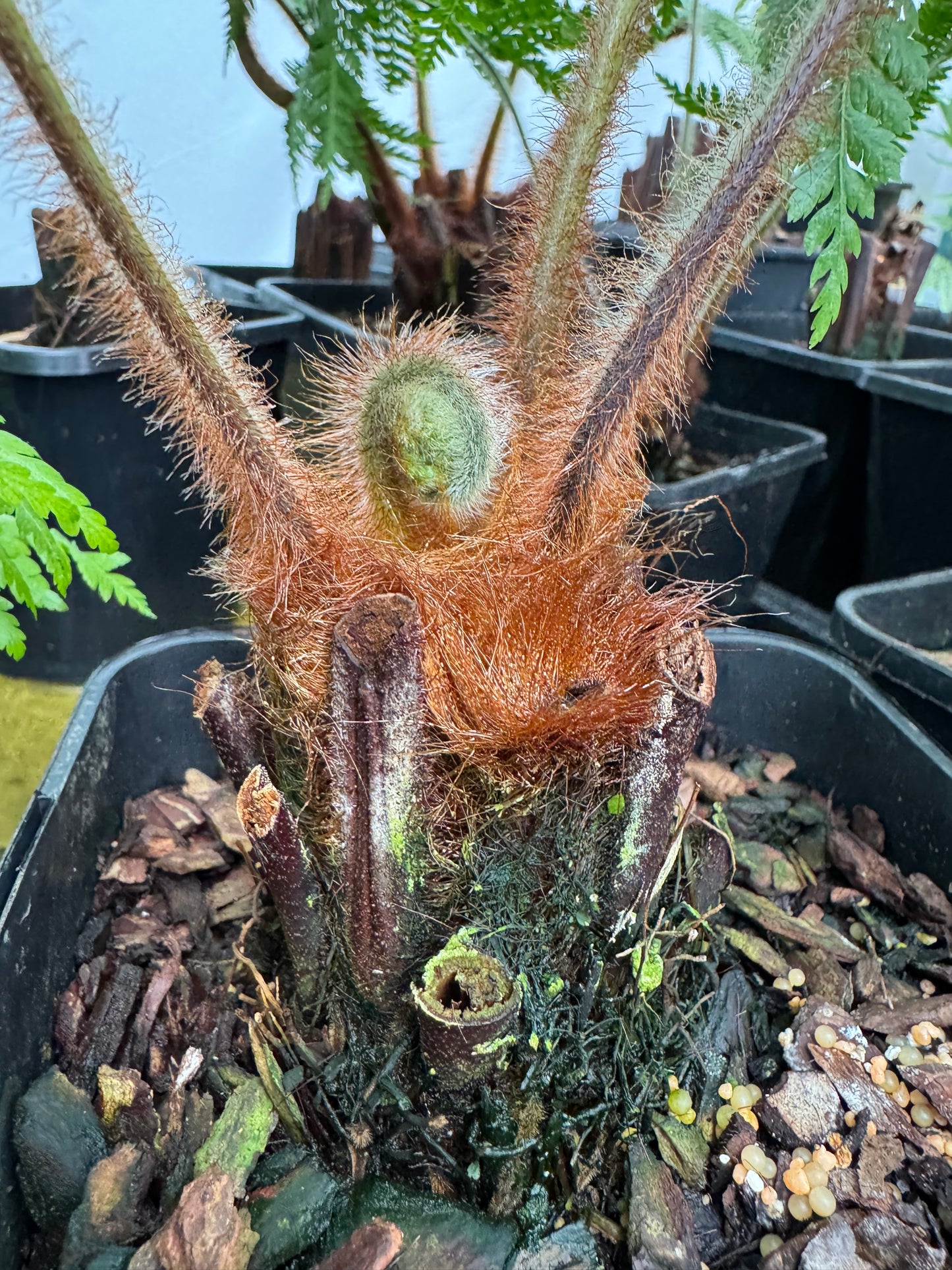 Dicksonia blumei