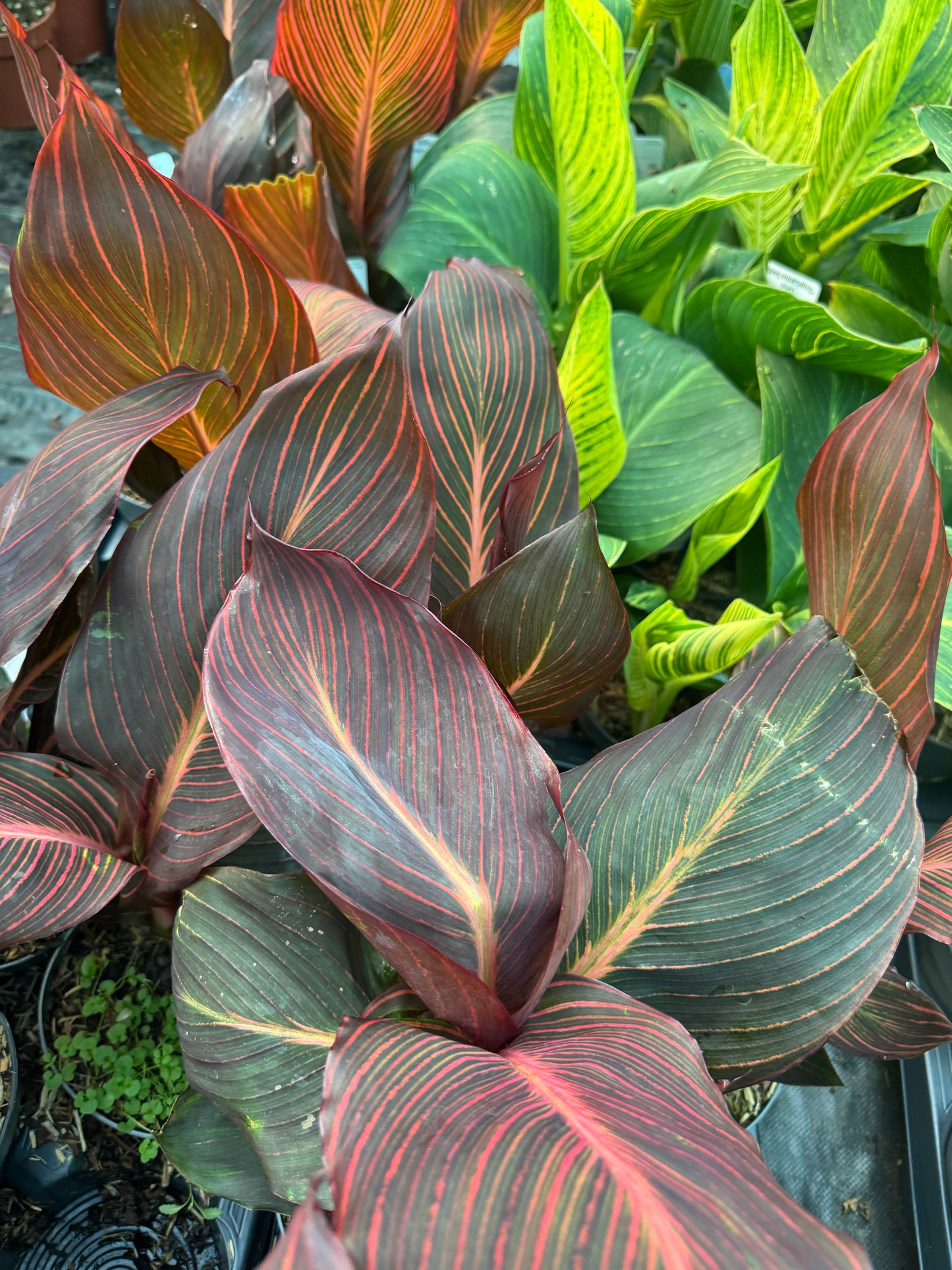 Canna 'Tropicanna' (Variegated Indian Shot)