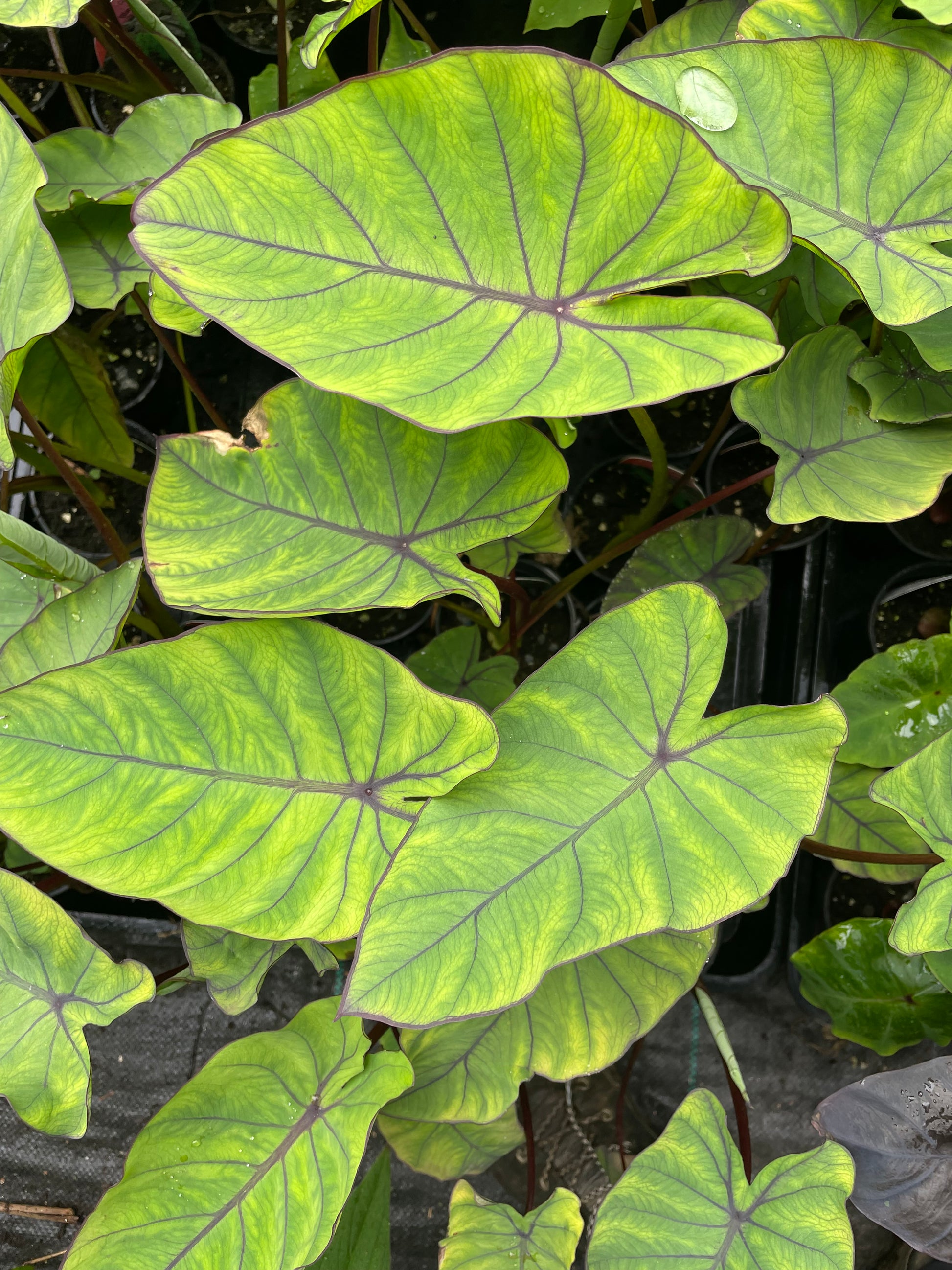 blue hawaii elephant ear plant Colocasia "Blue Hawaii" – Jungle in a Box