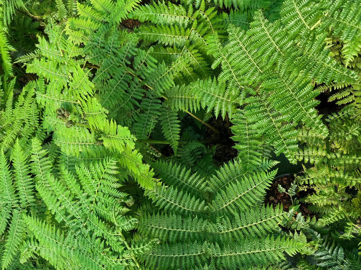 Cyathea medullaris large
