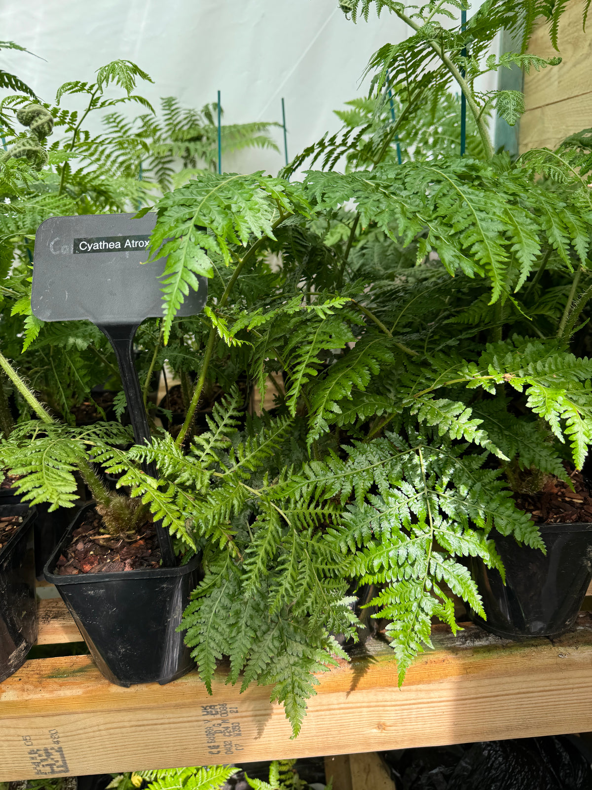 Cyathea Atrox 3 litres