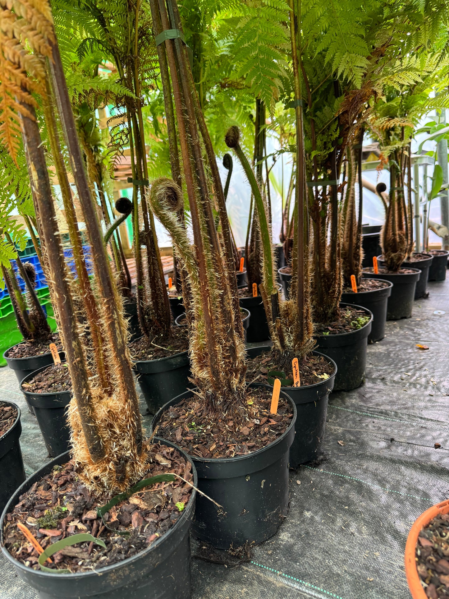 Cyathea brownii  (Sphaeropteris excelsa)