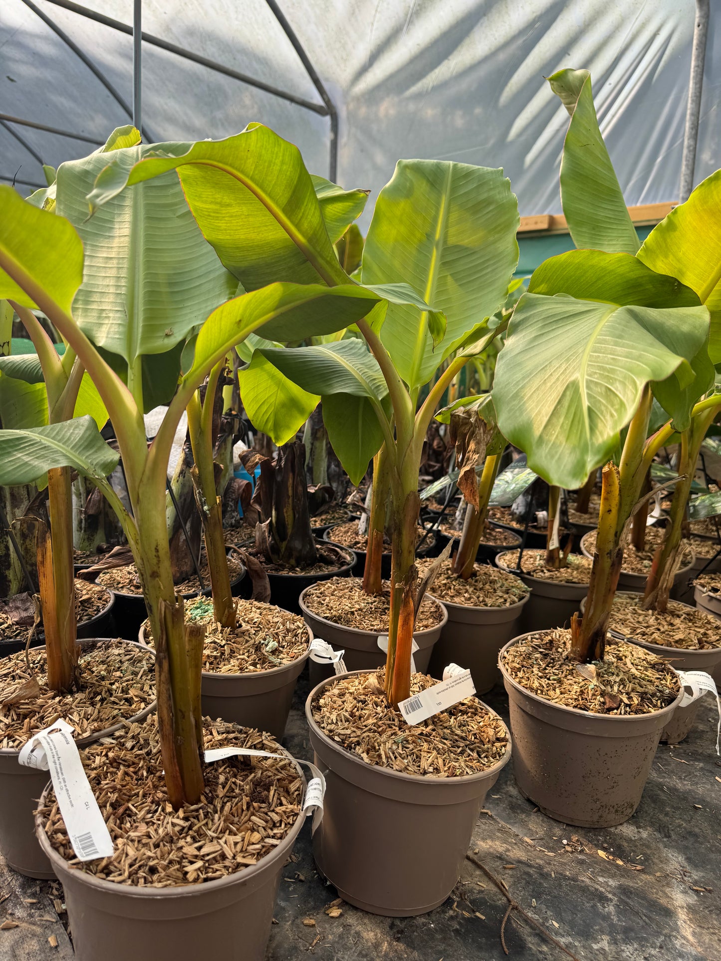 Musa himalayensis speciosa