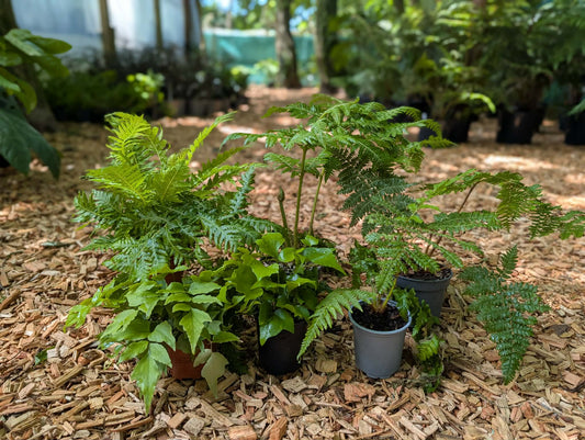 Exotic Fern Starter Pack. 6-Plant Collector's Collection