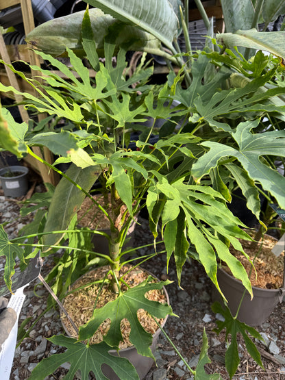 Fatsia polycarpa 'Green Fingers' large 7 litres