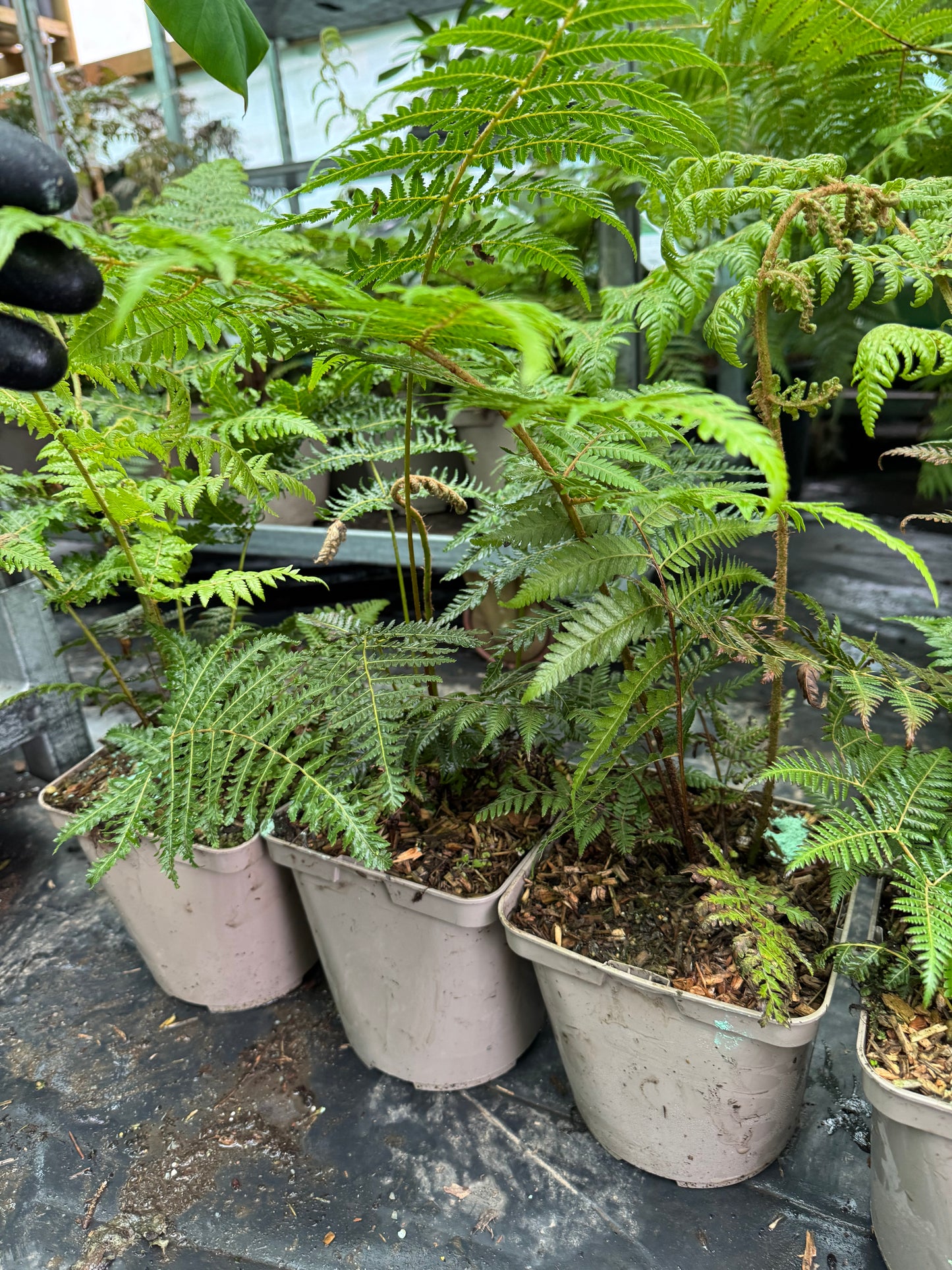 Cyathea dealbata medium