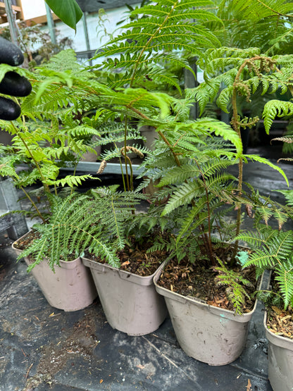 Cyathea dealbata medium