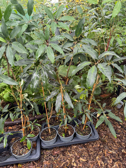 Schefflera alpina