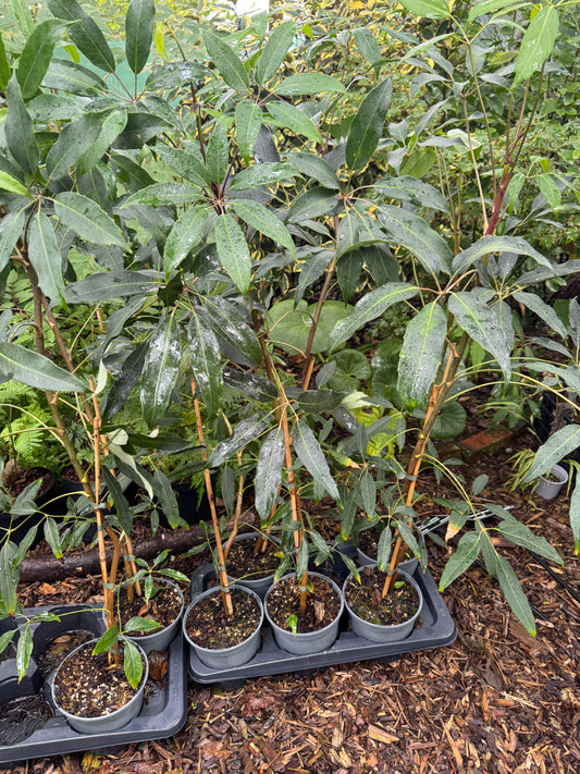 Schefflera alpina