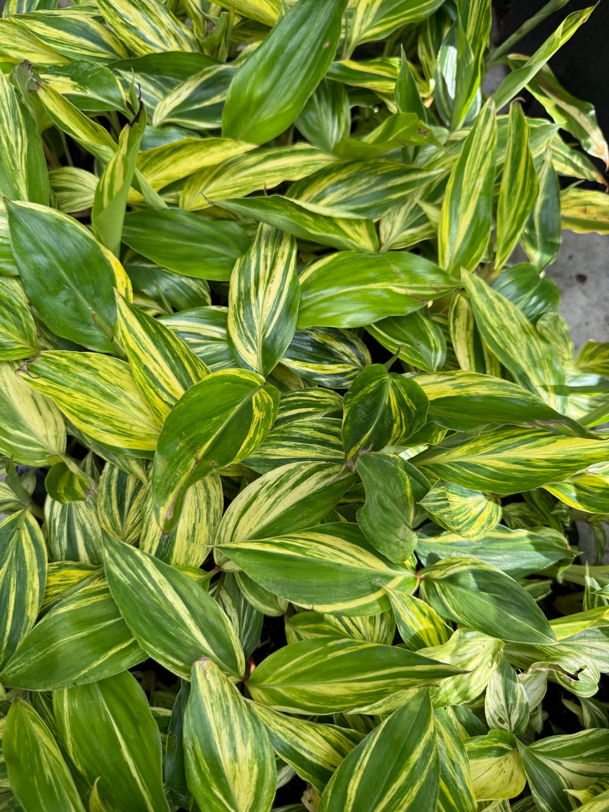 Alpinia zerumbet 'Variegata'