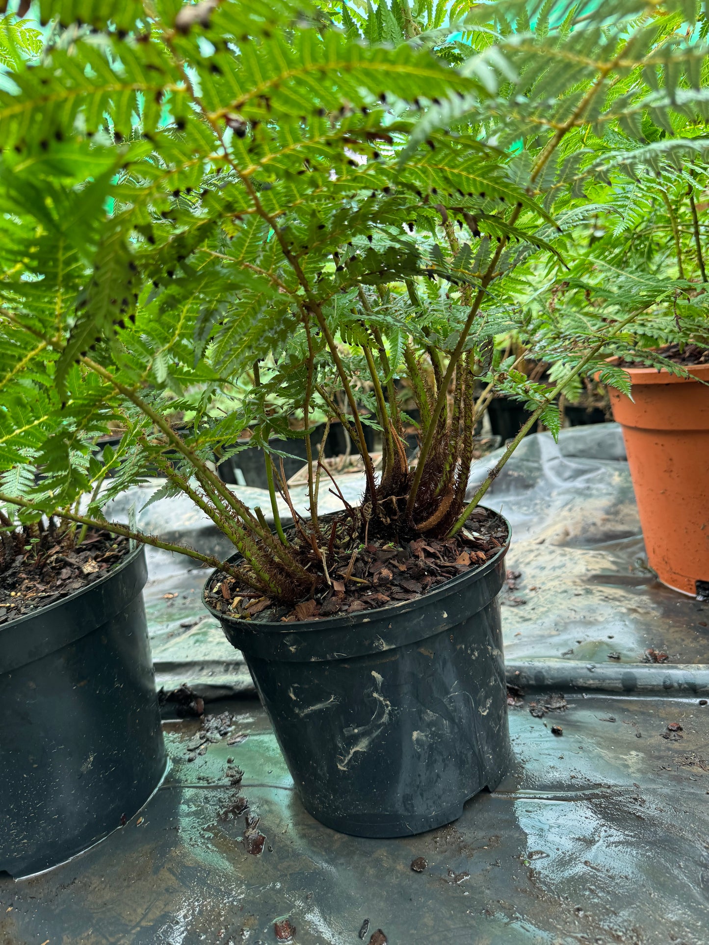 Cyathea dealbata Large