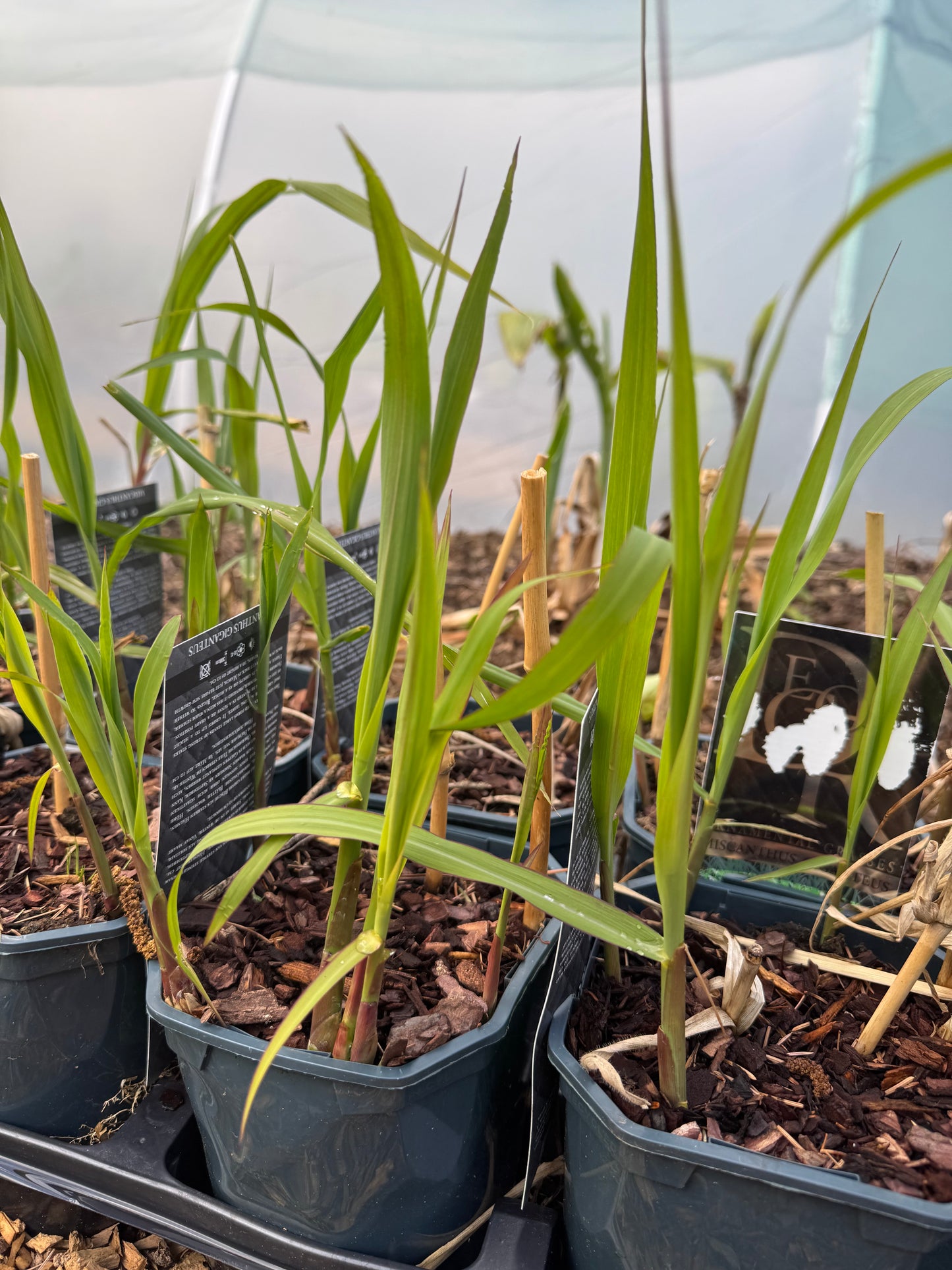 Miscanthus giganteus