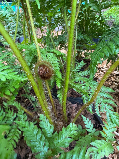 Cyathea cooperi sp dwarf red
