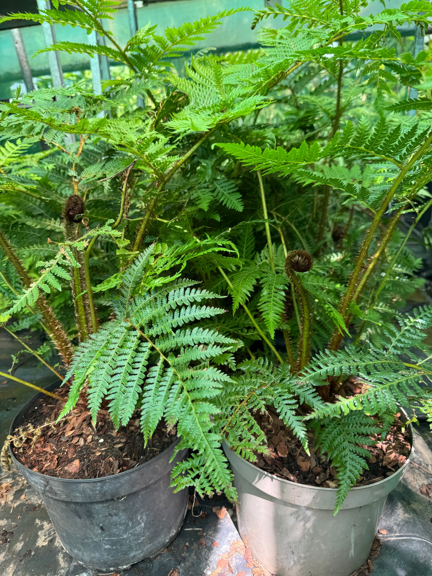 Cyathea brownii  (Sphaeropteris excelsa)