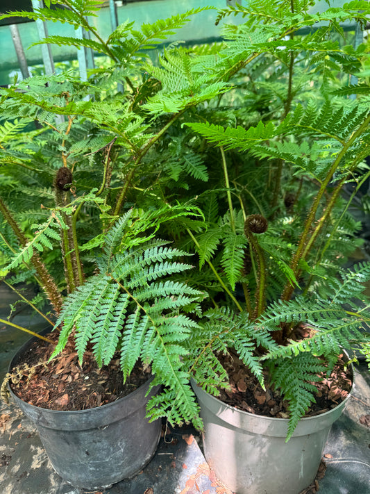 Cyathea brownii  (Sphaeropteris excelsa)