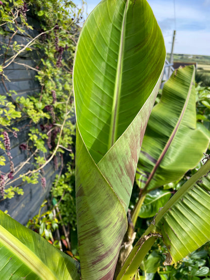 9cm pot Musa Sikkimensis