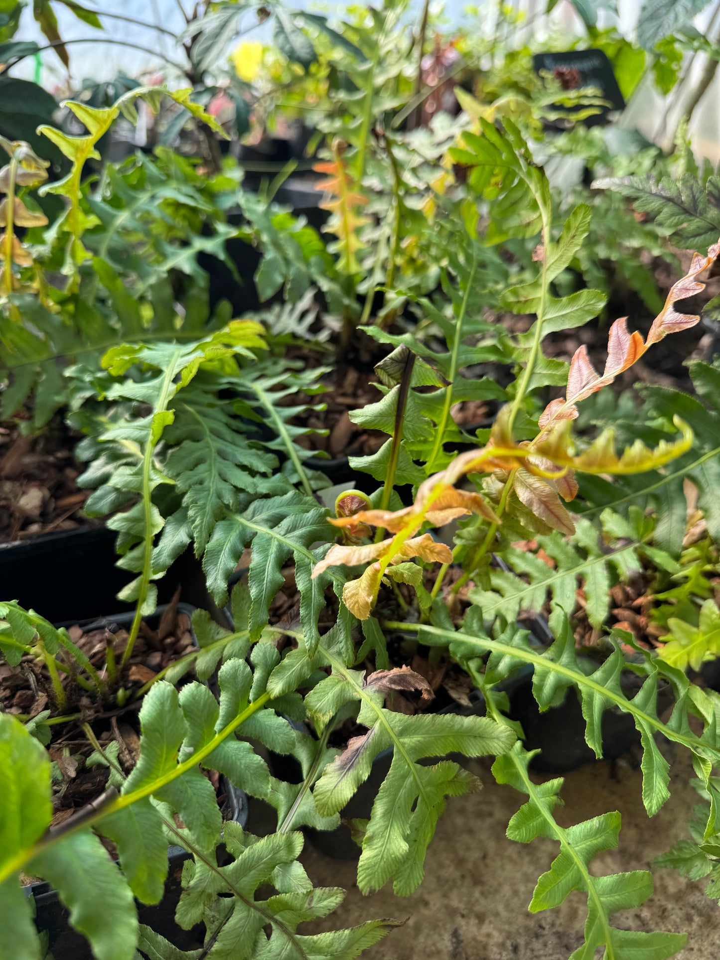 Blechnum brasiliense 'Volcano'