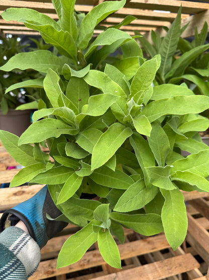 Lobelia tupa (Devil’s Tobacco)