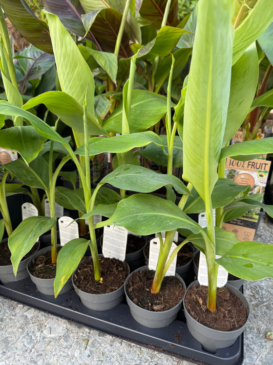 Musa dajiao