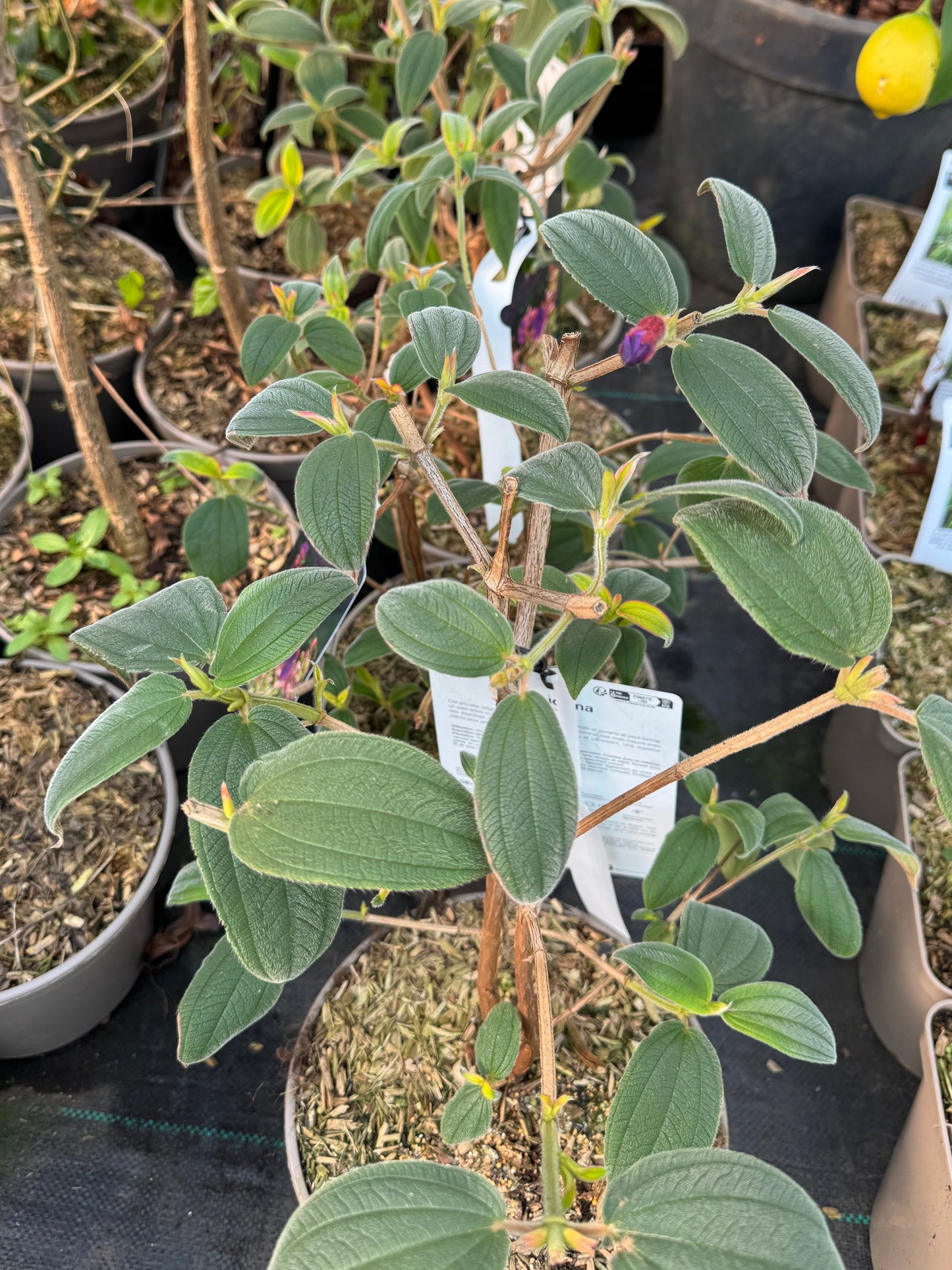Tibouchina urvilleana 'Edwardsii'