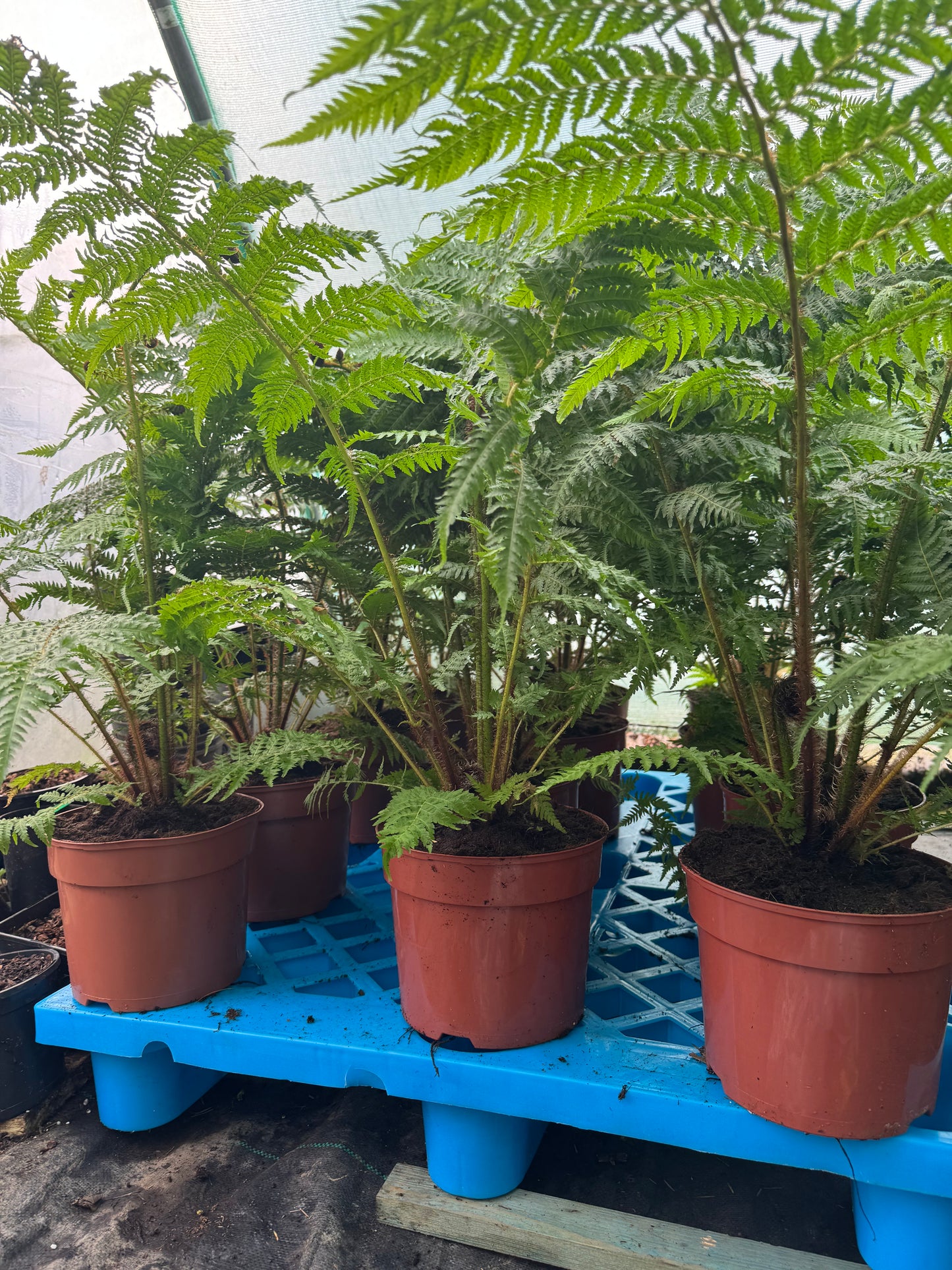 Large Cyathea cooperi – Tree fern