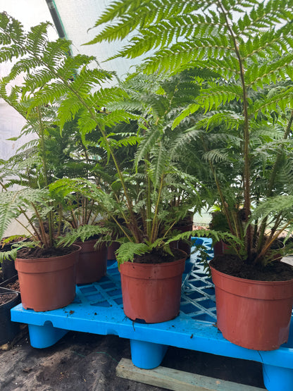 Large Cyathea cooperi – Tree fern