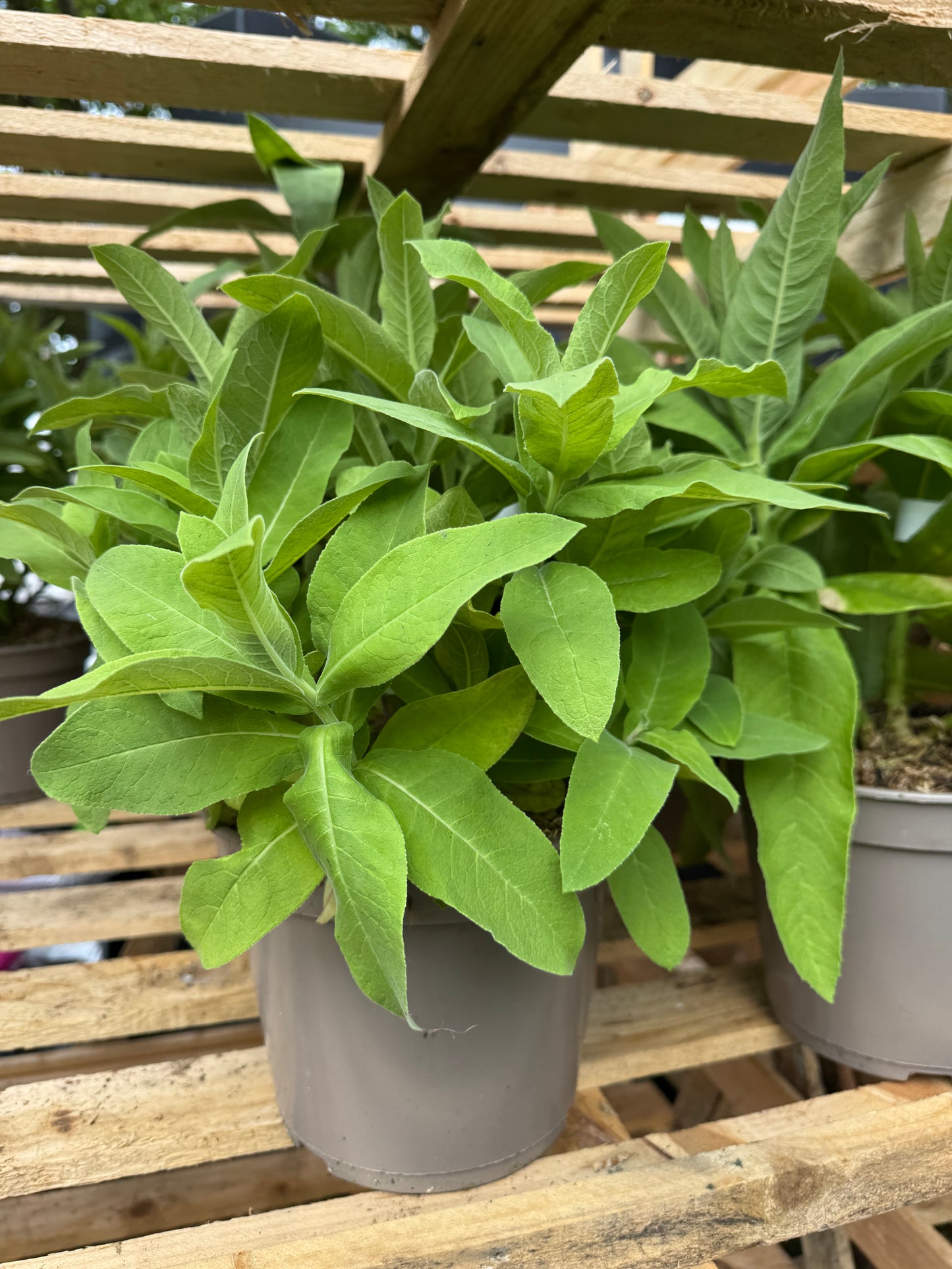 Lobelia tupa (Devil’s Tobacco)