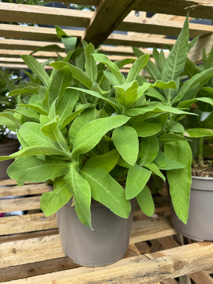 Lobelia tupa (Devil’s Tobacco)