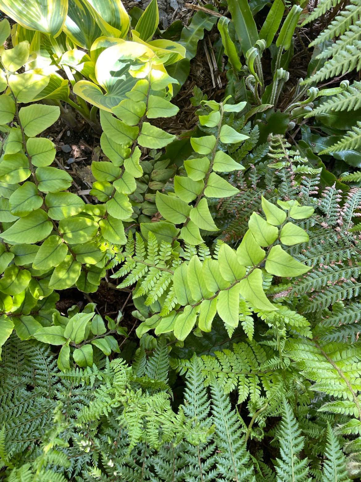 Cyrtomium fortunei