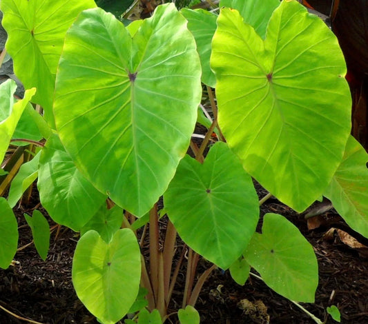 Colocasia Red eyed gecko