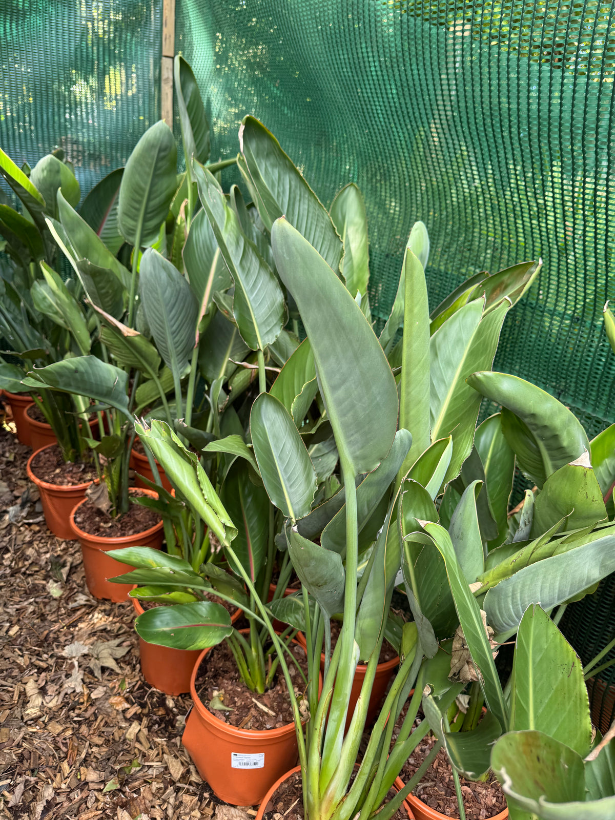 Strelitzia reginae large