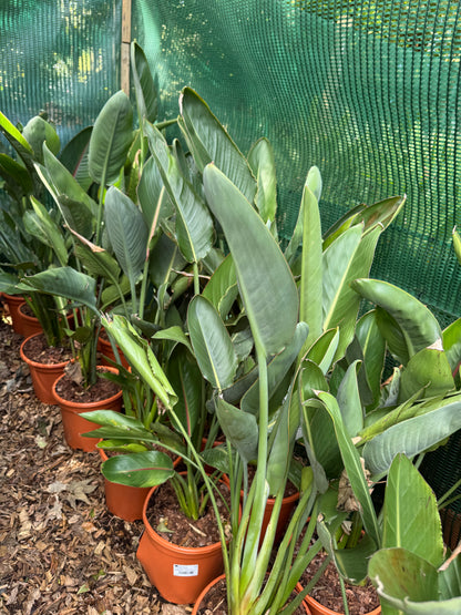 Strelitzia reginae large