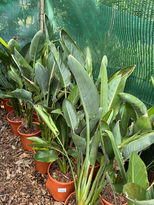 Strelitzia reginae large