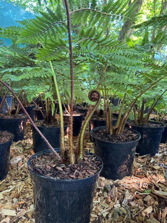 Cyathea medullaris large