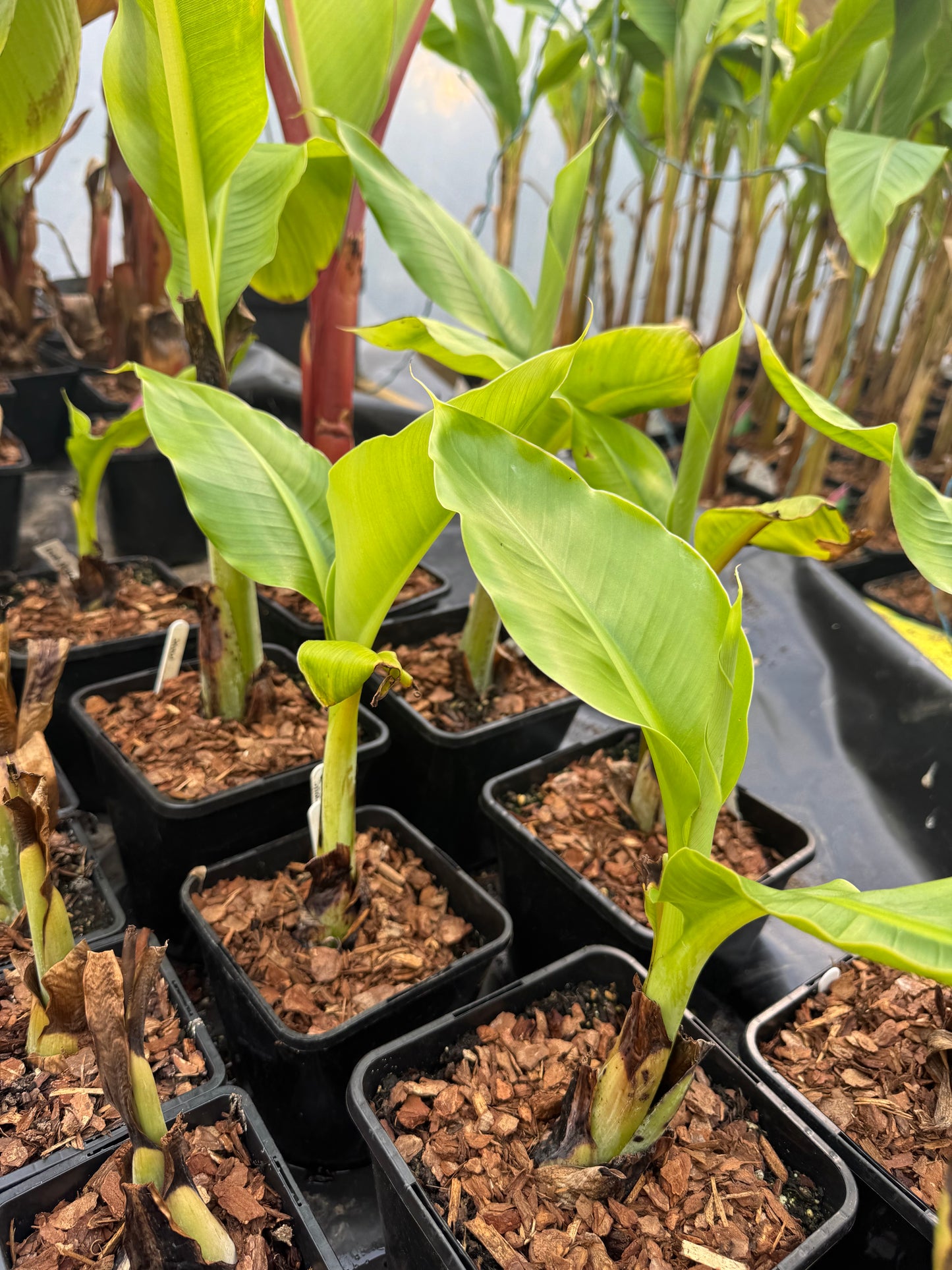 Ensete glaucum - snow banana