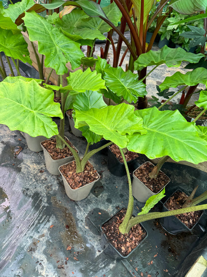 Alocasia x portodora