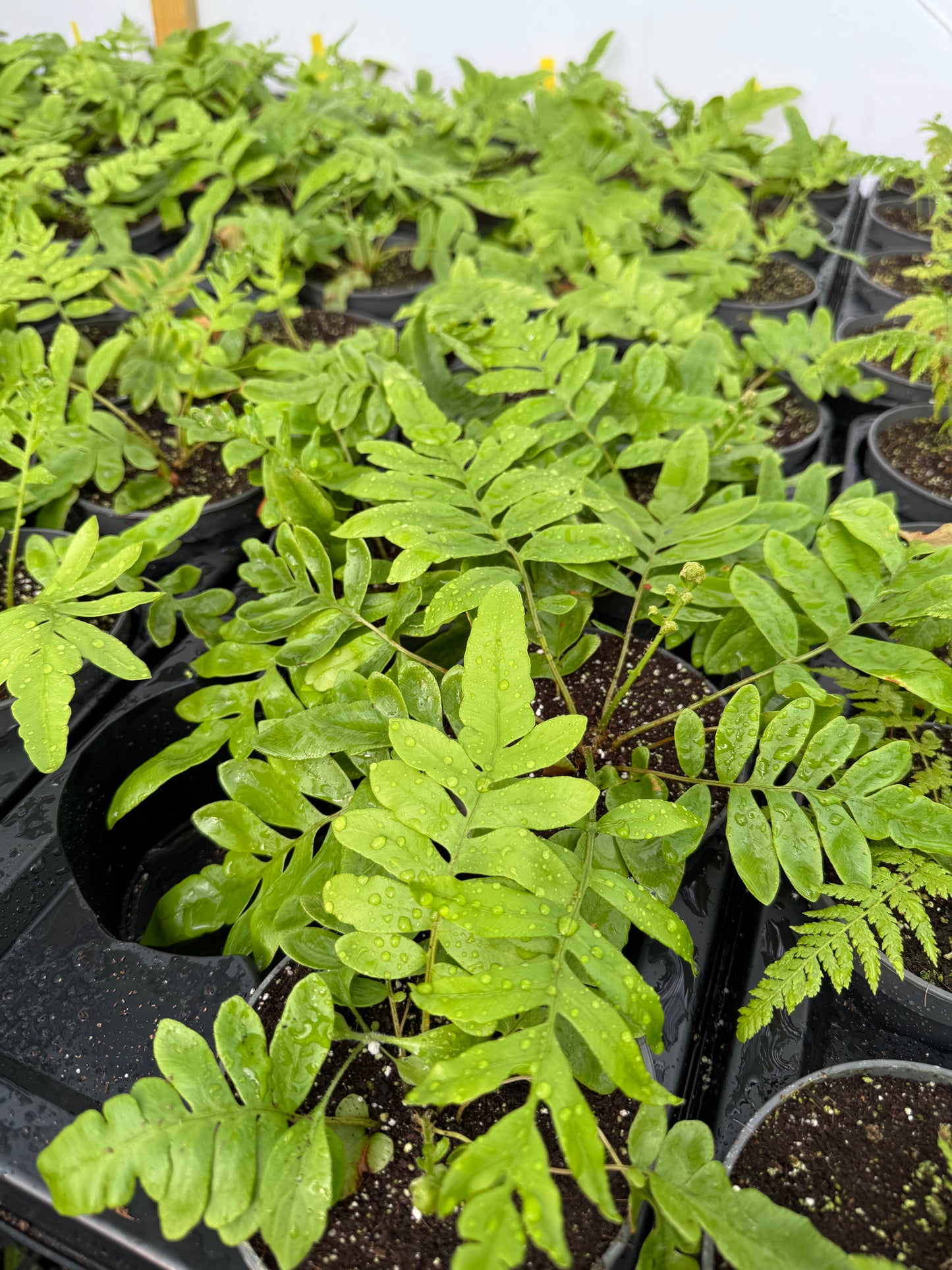 Blechnum tabulare – The Table Fern