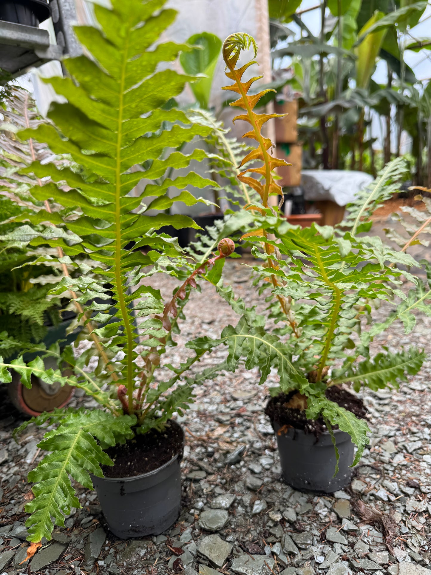 Blechnum brasiliense 'Volcano'
