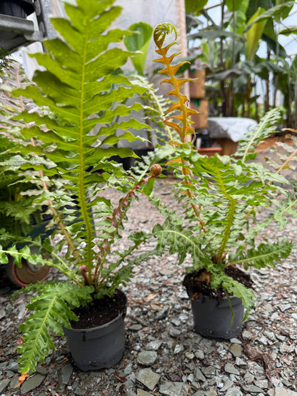 Blechnum brasiliense 'Volcano'